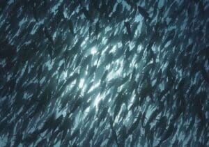 spawning aggregation snapper fish silhouette palau underwater