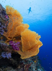 Underwater scene of orange sea fans and shark