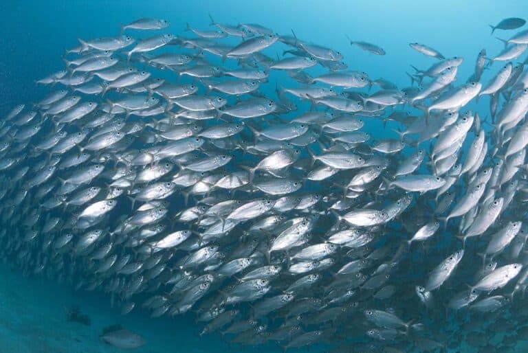 A huge school of silver fish form a school shaped like a helix .