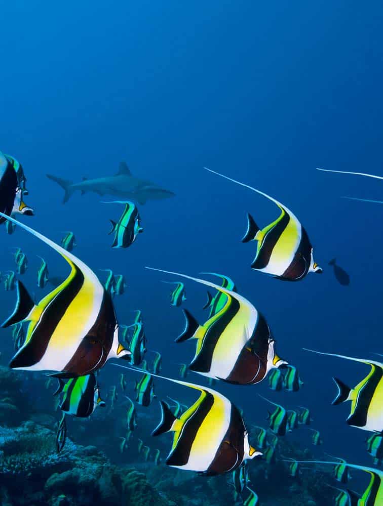 Bright yellow Moorish Idol fish aggregate to spawn with a Gray Reef Shark hunting them in the back ground