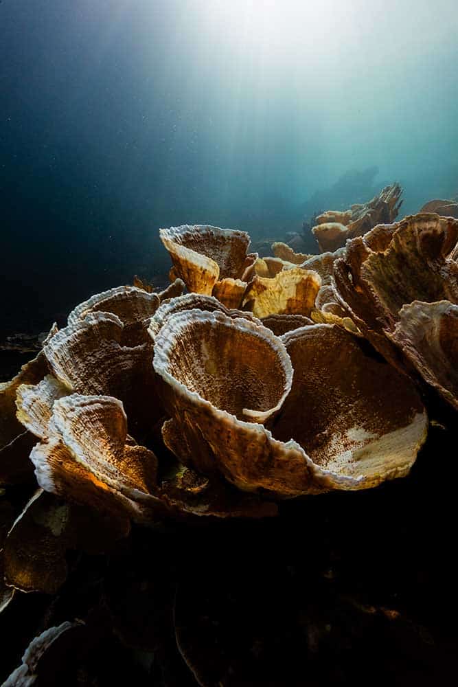 Underwater scene of spiralling corals