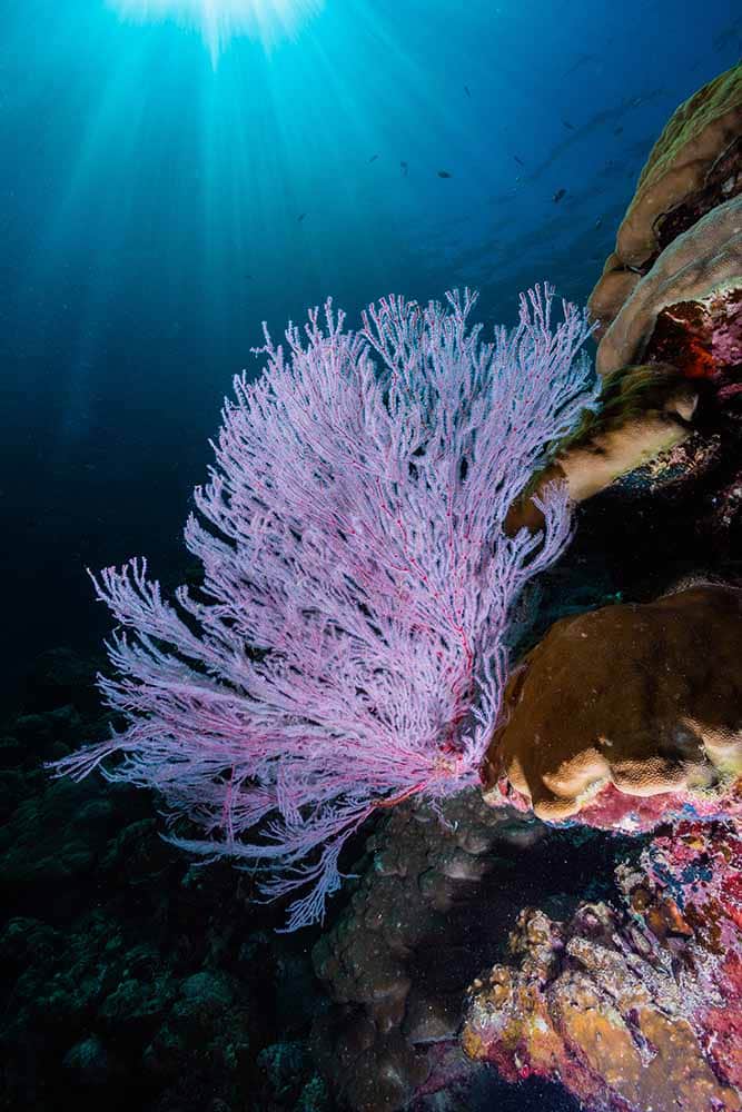 Red and Purple Sea Fan stands out from a dark reef with sun beams illuminating sea fan