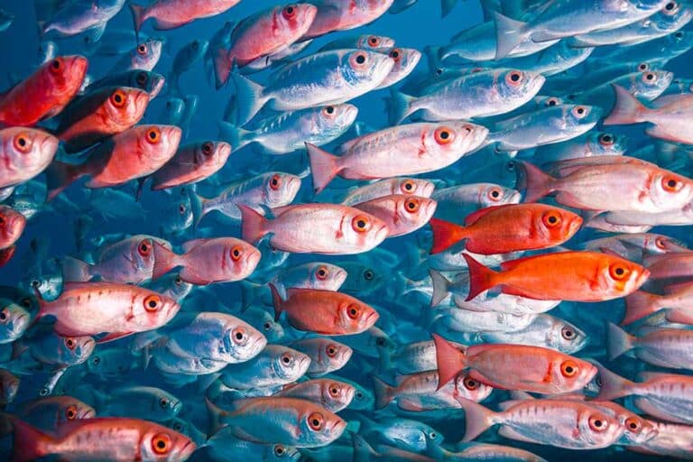 A school of red and silver fish