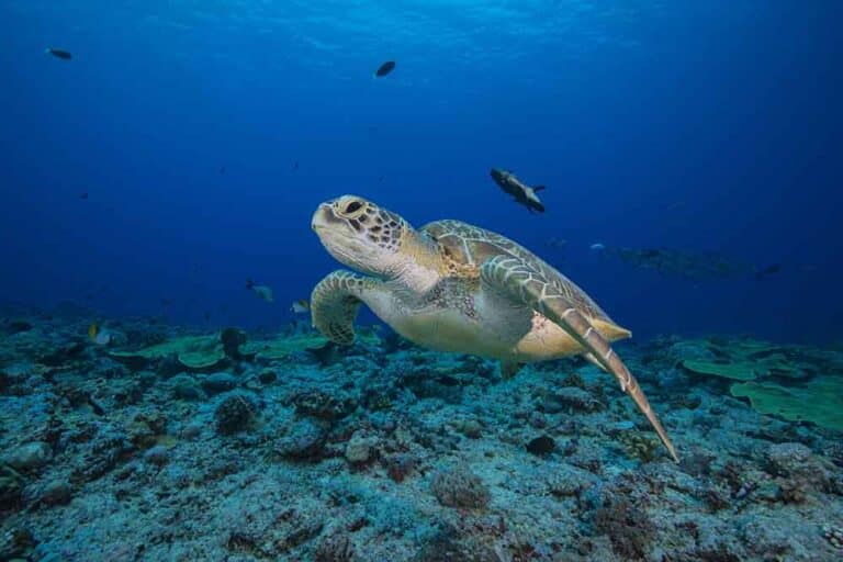 A green turtle swims towards camera above a tropical coral reef . Limited edition underwater photography print